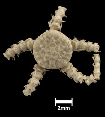 Media type: image;   Invertebrate Zoology OPH-260 Aspect: dorsal